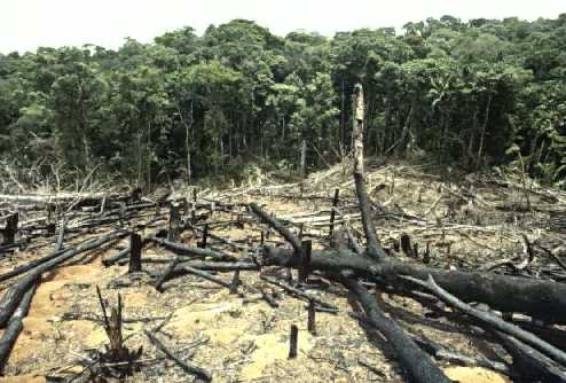 AUDIÊNCIA PÚBLICA DA CÂMARA DEBATEU SOBRE A IMPORTÂNCIA DA INCLUSÃO DO BIOMA DA CAATINGA E DA FLORESTA AMAZÔNICA NA RIO + 20 