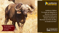 Comissão discute criação de búfalos em reserva no Pará