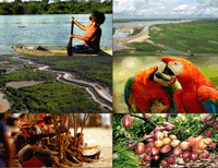 Relatório Anual de Atividades 2015