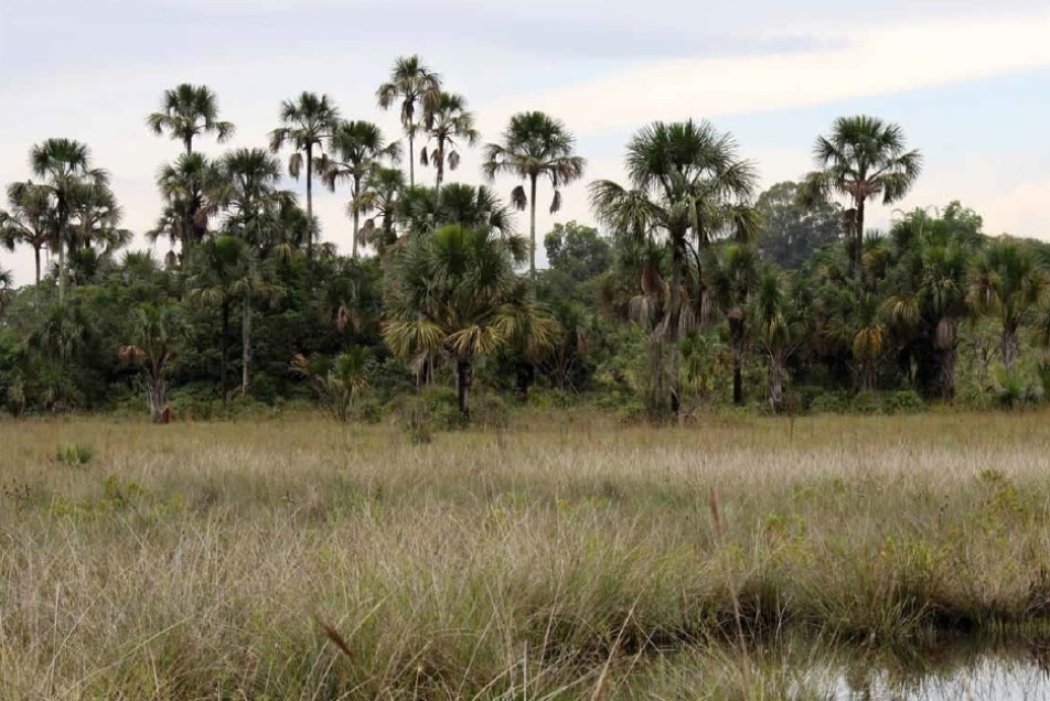 Audiência Pública para debater a Situação das Veredas no Cerrado Brasileiro