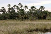 Audiência Pública para debater a Situação das Veredas no Cerrado Brasileiro