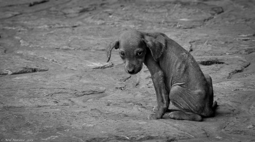 CMADS debaterá o crime de maus tratos aos animais