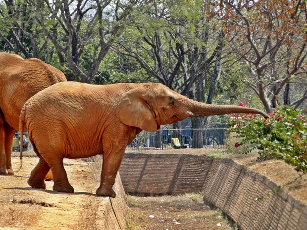 CMADS debaterá o sucateamento dos zoológicos brasileiros