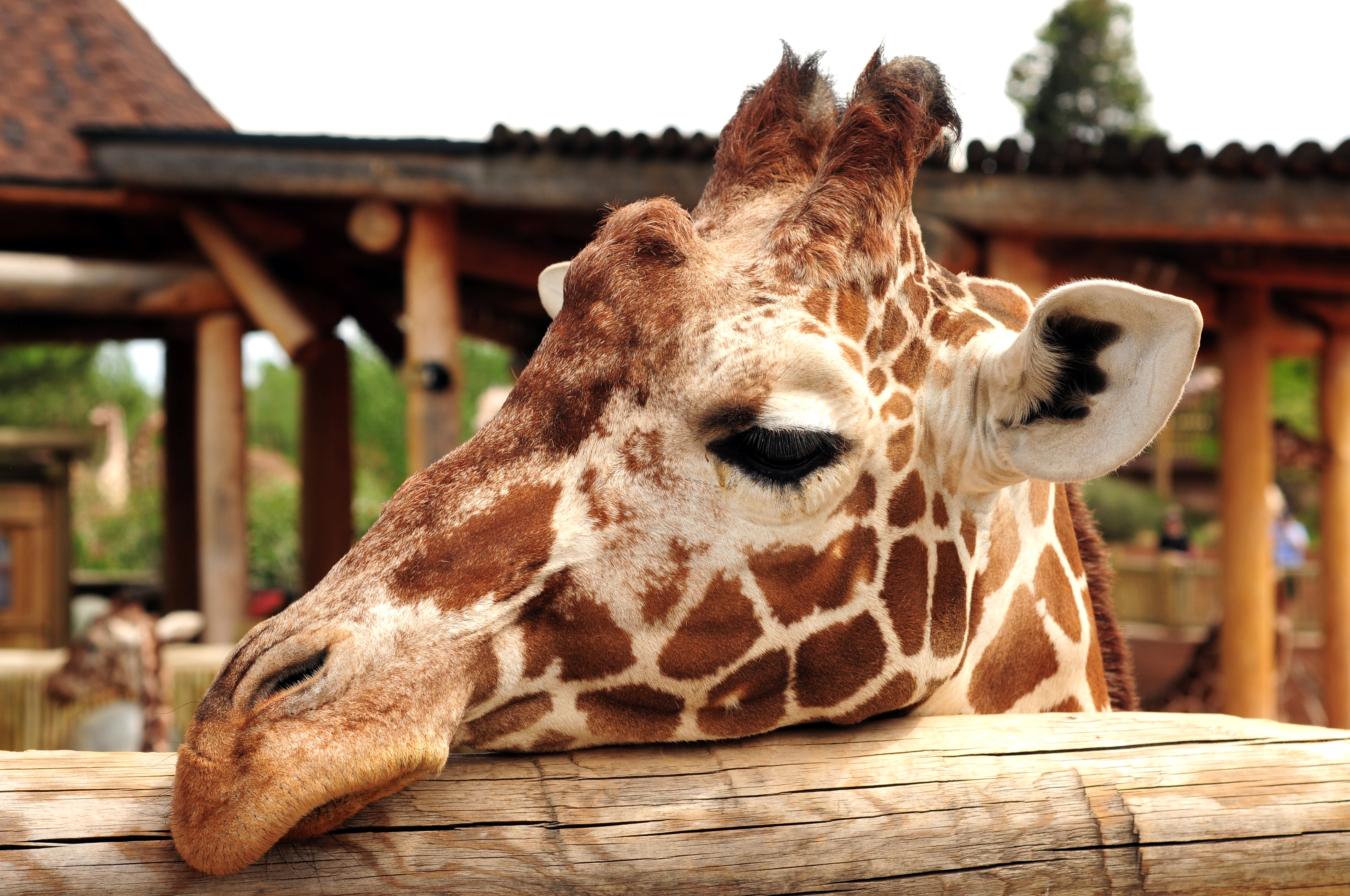 CMADS debaterá sobre a proibição, em todo o Território Nacional, de Zoológicos, Aquários e Parques que exponham animais silvestres.