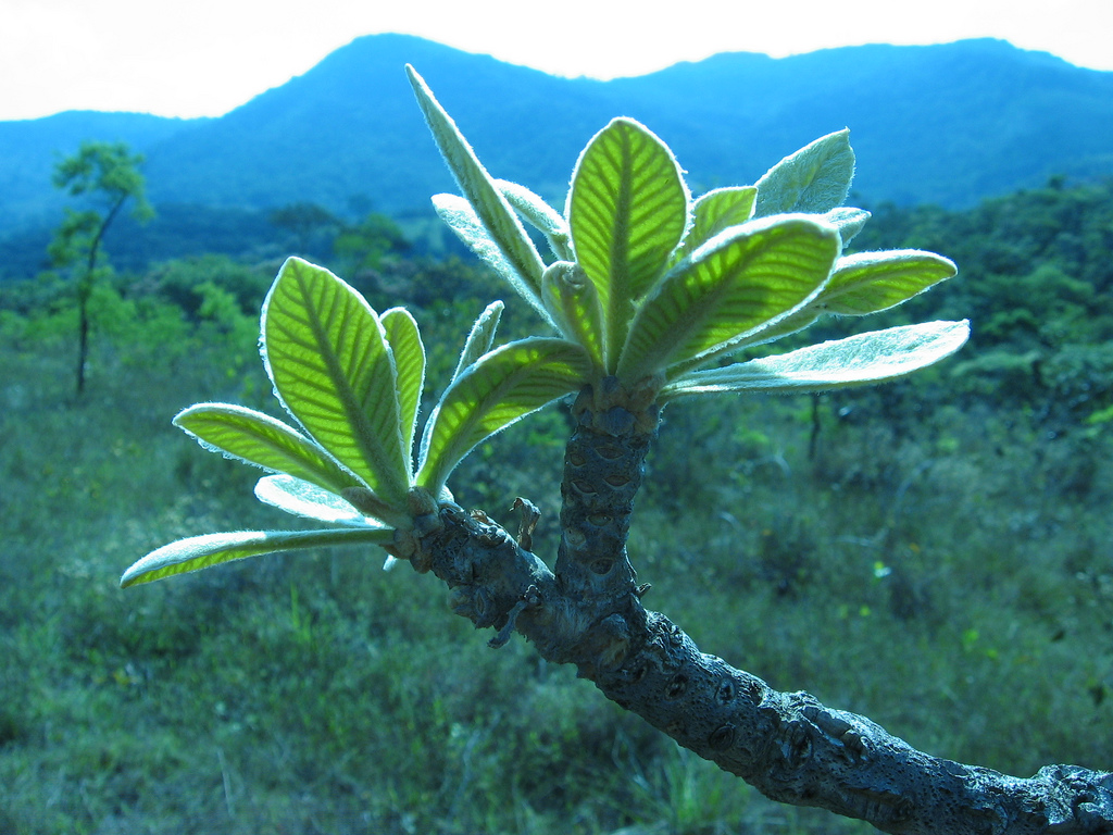 CMADS promoverá Seminário sobre o Cerrado Brasileiro