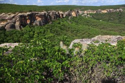 CMADS realizará audiência pública sobre o Bioma Caatinga e sua importância na vida do povo nordestino e no equilíbrio ambiental.