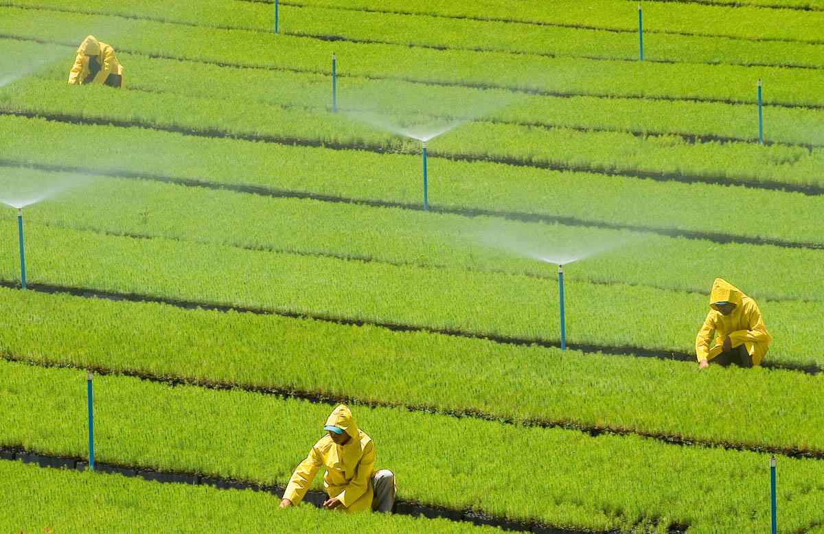 Comissão de Meio Ambiente cria GT para avaliar os impactos dos transgênicos no Brasil