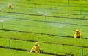 Comissão de Meio Ambiente cria GT para avaliar os impactos dos transgênicos no Brasil