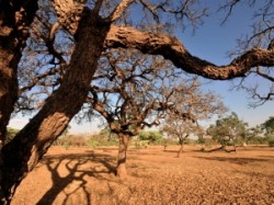 Política de combate à desertificação foi aprovada na Comissão de Meio Ambiente