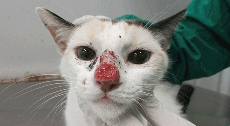 Prevenção e combate à esporotricose será tema de audiência pública conjunta na CMADS