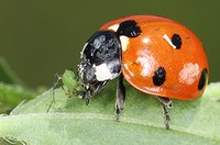 Seminário debaterá o uso de tecnologias de controle biológico na agricultura e o manejo integrado de pragas - MIP  