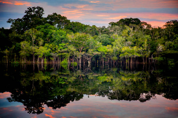 05 de setembro - Dia da Amazônia