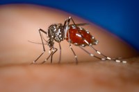 Política Nacional de Combate à Dengue, a Chikungunya e à febre Zika é aprovada