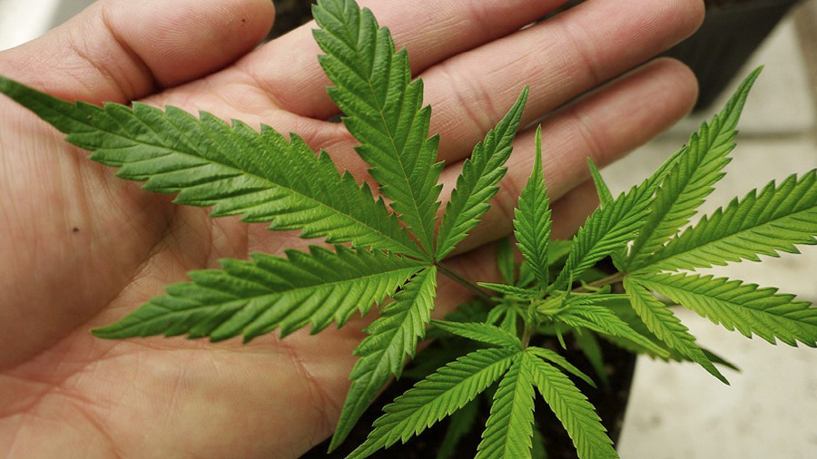 Seguridade discute descriminalização de consumo próprio da maconha