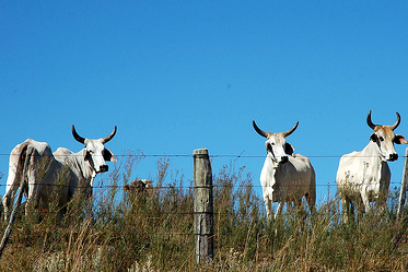 Gado no campo- Valerio Pillar (CC)